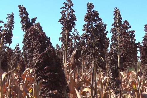 Adolfo Weber - Cosecha de Sorgo en Distrito Quebracho