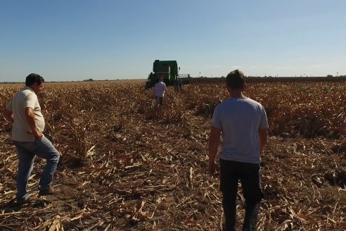 Adolfo Weber - Cosecha de Sorgo en Distrito Quebracho