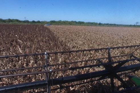 Adolfo Weber - Cosecha de Sorgo en Distrito Quebracho