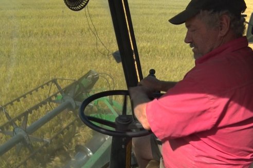 Ensayan variantes para reducir el uso de agua en el arroz