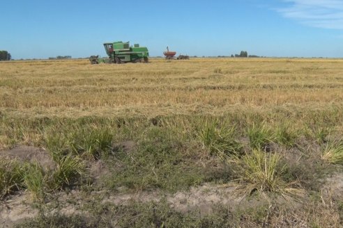 Visita a Establecimiento La Providencia  - Con casi 10 toneladas por hectárea los hermanos Giorgio regresaron a las arroceras