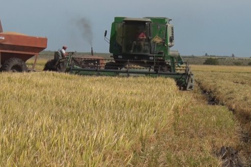 Visita a Establecimiento La Providencia  - Con casi 10 toneladas por hectárea los hermanos Giorgio regresaron a las arroceras