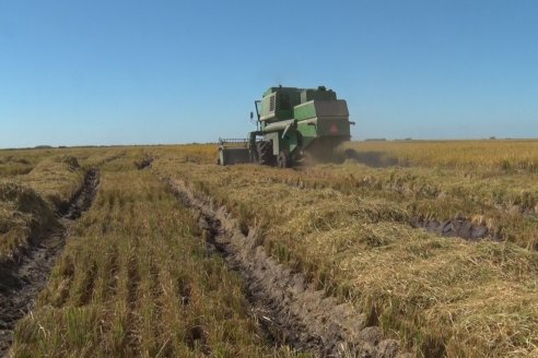 Visita a Establecimiento La Providencia  - Con casi 10 toneladas por hectárea los hermanos Giorgio regresaron a las arroceras