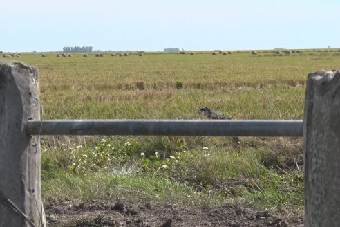 Visita a Establecimiento La Providencia  - Con casi 10 toneladas por hectárea los hermanos Giorgio regresaron a las arroceras