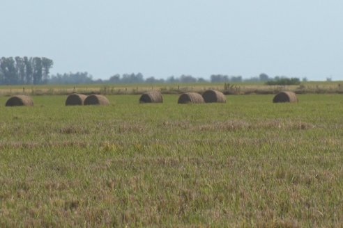 Visita a Establecimiento La Providencia  - Con casi 10 toneladas por hectárea los hermanos Giorgio regresaron a las arroceras