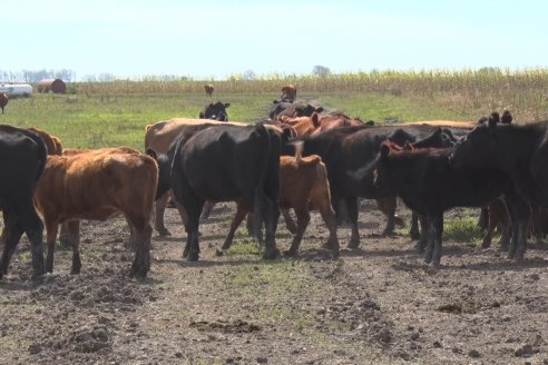 Visita a Establecimiento La Providencia  - Con casi 10 toneladas por hectárea los hermanos Giorgio regresaron a las arroceras