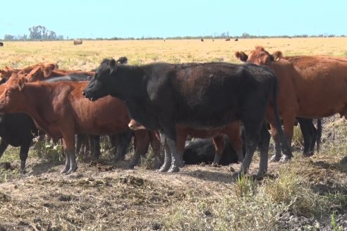 Visita a Establecimiento La Providencia  - Con casi 10 toneladas por hectárea los hermanos Giorgio regresaron a las arroceras