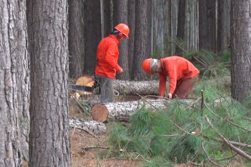 Alejandro Giudici - Productor Forestal -  Visita a Campo de los Nietos