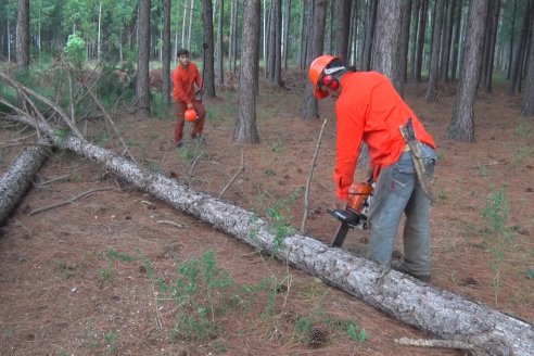 Alejandro Giudici - Productor Forestal -  Visita a Campo de los Nietos