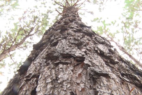 Alejandro Giudici - Productor Forestal -  Visita a Campo de los Nietos