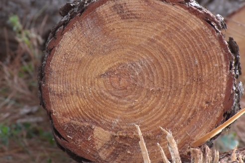 Alejandro Giudici - Productor Forestal -  Visita a Campo de los Nietos