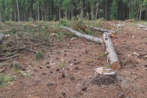 Alejandro Giudici - Productor Forestal -  Visita a Campo de los Nietos