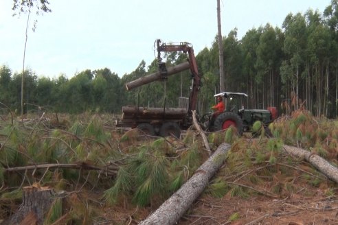 Alejandro Giudici - Productor Forestal -  Visita a Campo de los Nietos