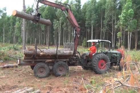 Alejandro Giudici - Productor Forestal -  Visita a Campo de los Nietos