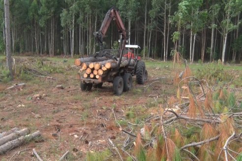 Alejandro Giudici - Productor Forestal -  Visita a Campo de los Nietos