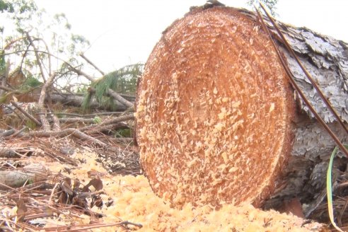 Alejandro Giudici - Productor Forestal -  Visita a Campo de los Nietos