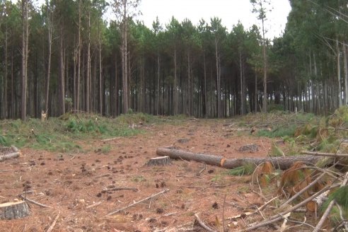 Alejandro Giudici - Productor Forestal -  Visita a Campo de los Nietos