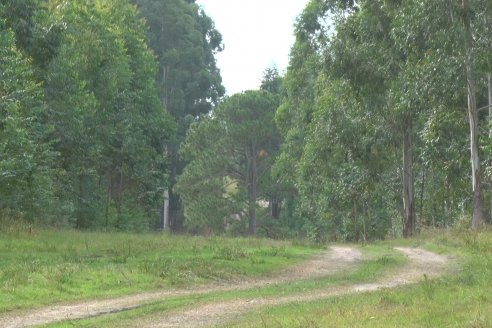 Alejandro Giudici - Productor Forestal -  Visita a Campo de los Nietos