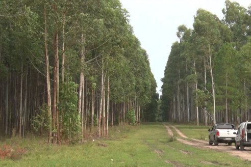 Alejandro Giudici - Productor Forestal -  Visita a Campo de los Nietos