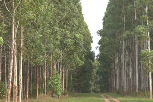 Alejandro Giudici - Productor Forestal -  Visita a Campo de los Nietos