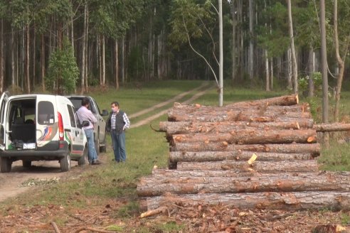 Alejandro Giudici - Productor Forestal -  Visita a Campo de los Nietos