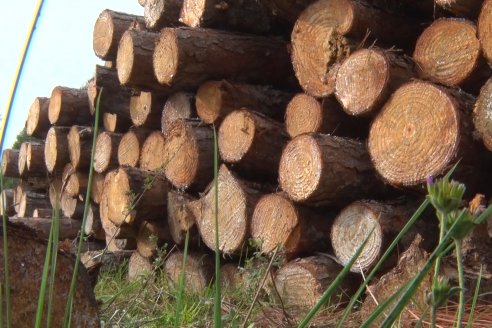 Alejandro Giudici - Productor Forestal -  Visita a Campo de los Nietos