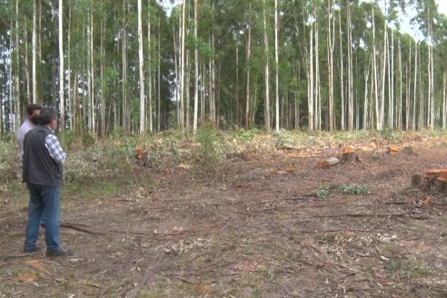 Alejandro Giudici - Productor Forestal -  Visita a Campo de los Nietos