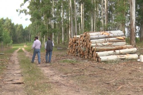 Alejandro Giudici - Productor Forestal -  Visita a Campo de los Nietos