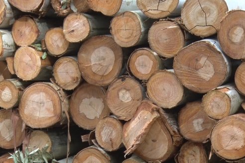 Alejandro Giudici - Productor Forestal -  Visita a Campo de los Nietos