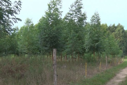 Alejandro Giudici - Productor Forestal -  Visita a Campo de los Nietos