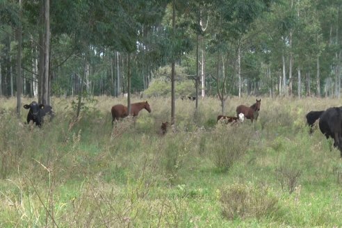 Alejandro Giudici - Productor Forestal -  Visita a Campo de los Nietos