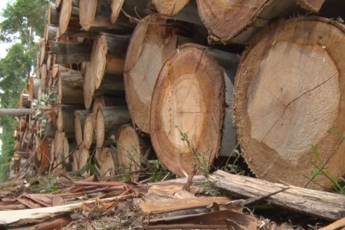 Alejandro Giudici - Productor Forestal -  Visita a Campo de los Nietos