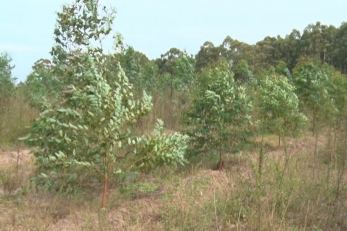 Alejandro Giudici - Productor Forestal -  Visita a Campo de los Nietos