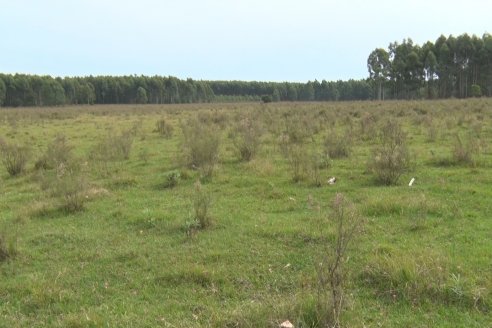 Alejandro Giudici - Productor Forestal -  Visita a Campo de los Nietos