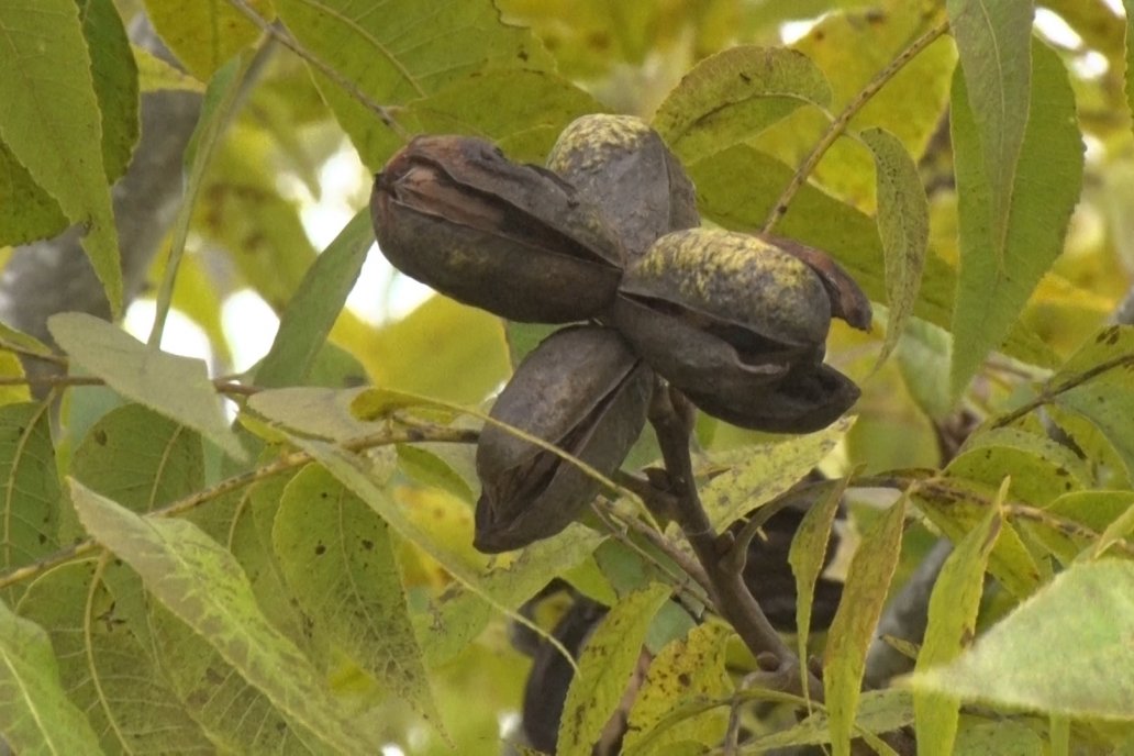 El proceso productivo del pecán no está excento de la incidencia del clima. El proceso productivo del pecán no está excento de la incidencia del clima.
