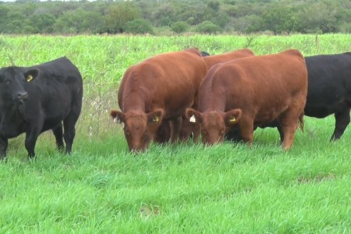 Producen Angus para exigentes