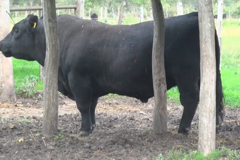 Pablo Fichman y Julian Pessolani - Cabaña Don Goyo-La Oca - Producen Angus para exigentes