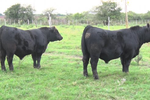 Pablo Fichman y Julian Pessolani - Cabaña Don Goyo-La Oca - Producen Angus para exigentes