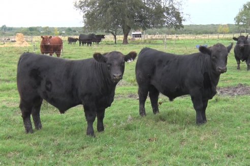 Pablo Fichman y Julian Pessolani - Cabaña Don Goyo-La Oca - Producen Angus para exigentes