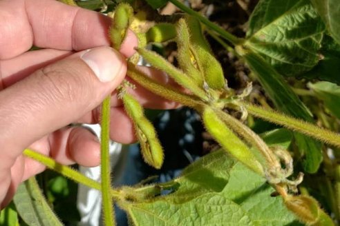 Germinan granos dentro de las vainas de la soja de segunda