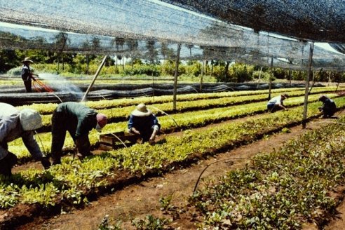 Organizaciones del campo y la ciudad afirman que un fallo de la justicia profundiza el desempleo