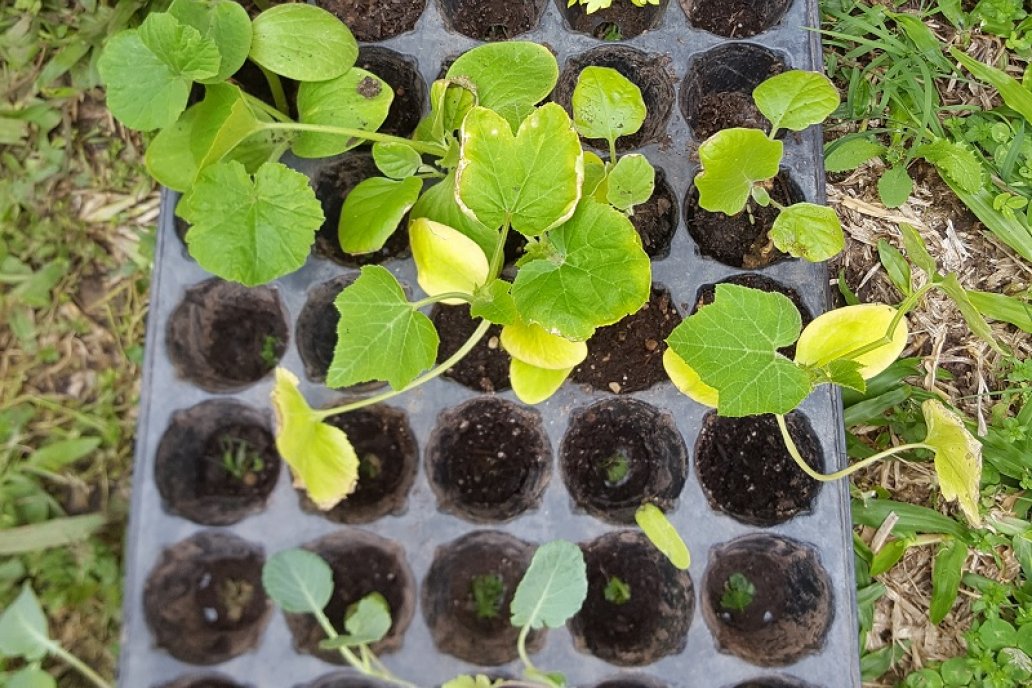 Con los plantines se reducen gastos, tiempo y mano de obra.