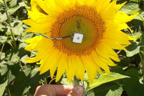 &ldquo;Micro meteorología&rdquo;, el evento que en una hora puede cambiar el rendimiento de una campaña