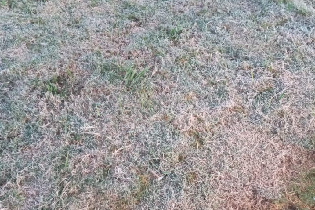En María Grande el pasto amaneció blanqueado fruto de la baja temperatura. En María Grande el pasto amaneció blanqueado fruto de la baja temperatura.