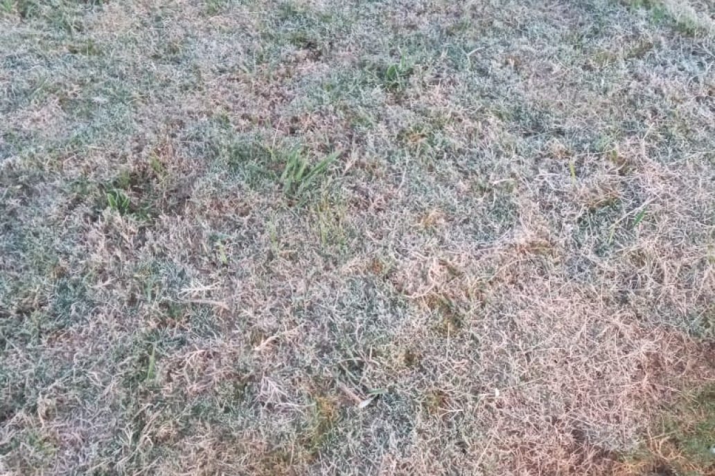 En María Grande el pasto amaneció blanqueado fruto de la baja temperatura.