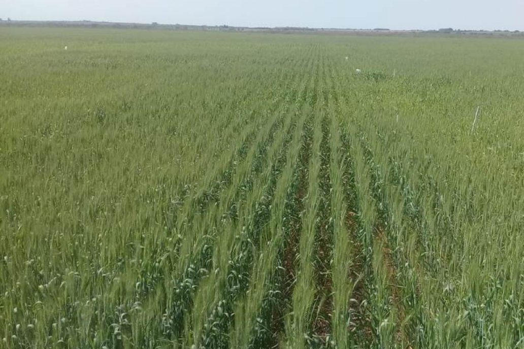 Con 20 milìmetros de lluvia el trigo puede dar un salto de productividad. Con 20 milìmetros de lluvia el trigo puede dar un salto de productividad.