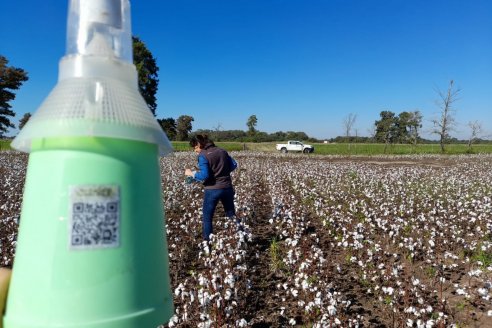 Nueva tecnología aplicada al control del picudo del algodonero