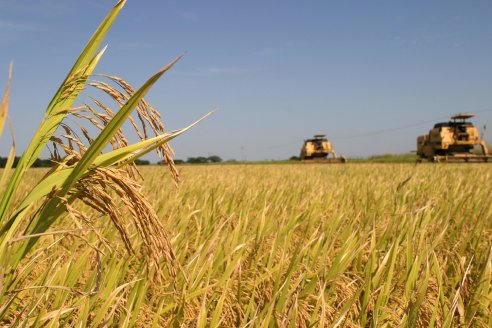 Entre Ríos: Arroceros se preparan para una buena cosecha