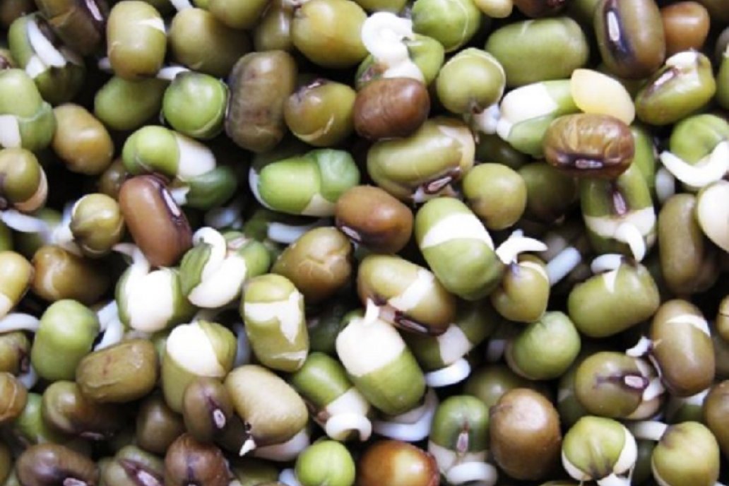 El consumo de germinados es milenario y data de más de 4.000l años.