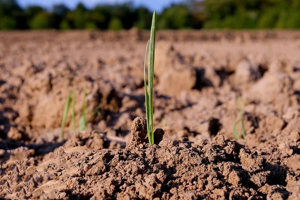 El fenomenal incremento de uso de fertilizantes parece insuficiente.